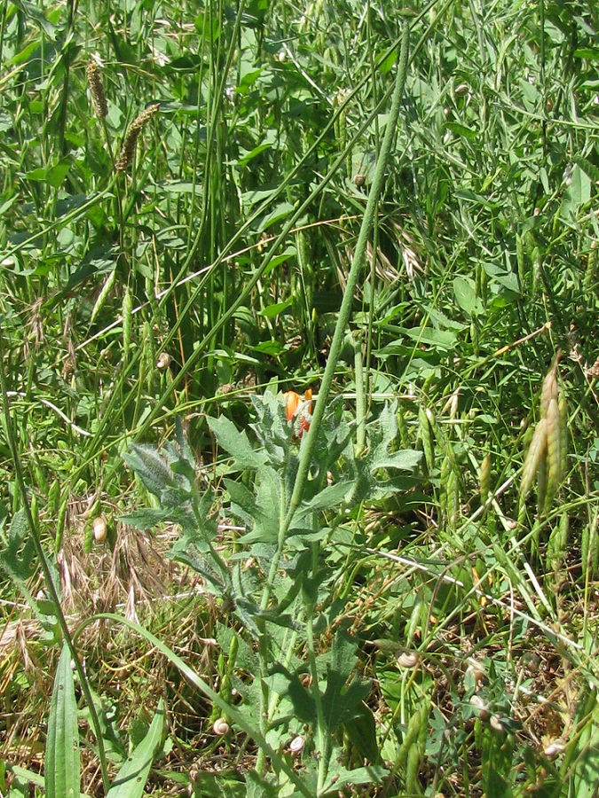 Изображение особи Glaucium corniculatum.