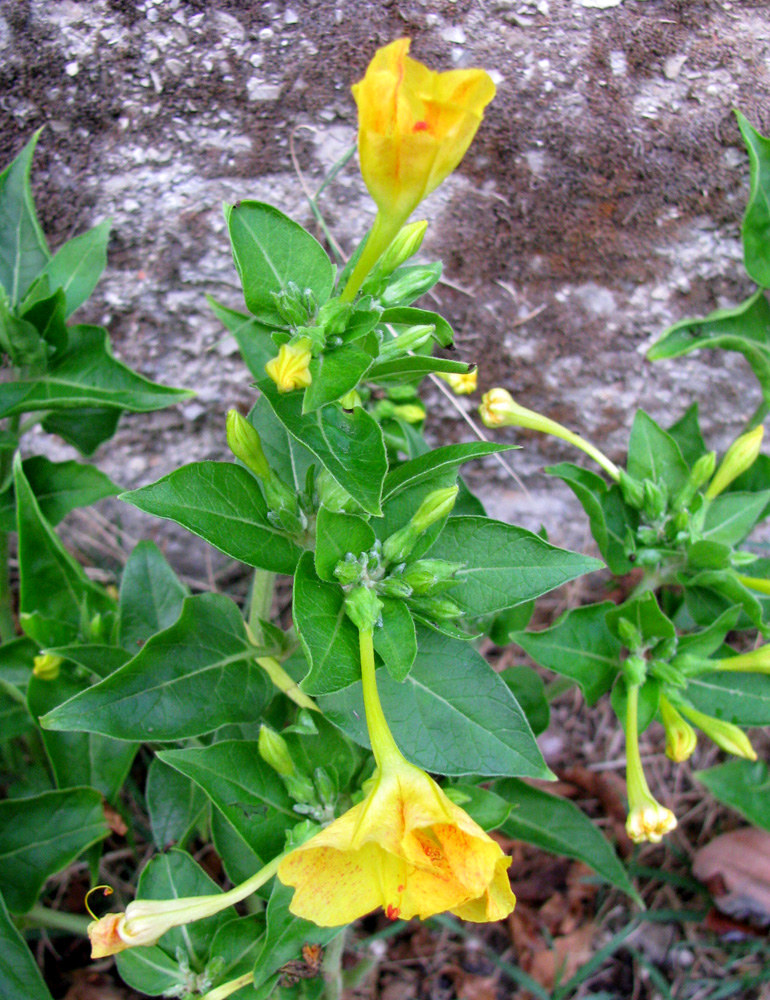 Изображение особи Mirabilis jalapa.