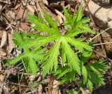 genus Geranium