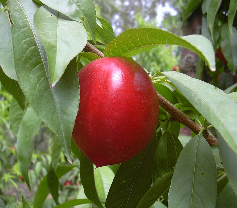 Image of Persica vulgaris var. nectarina specimen.