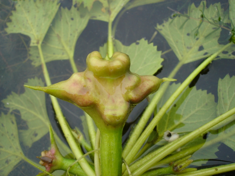 Image of Trapa japonica specimen.