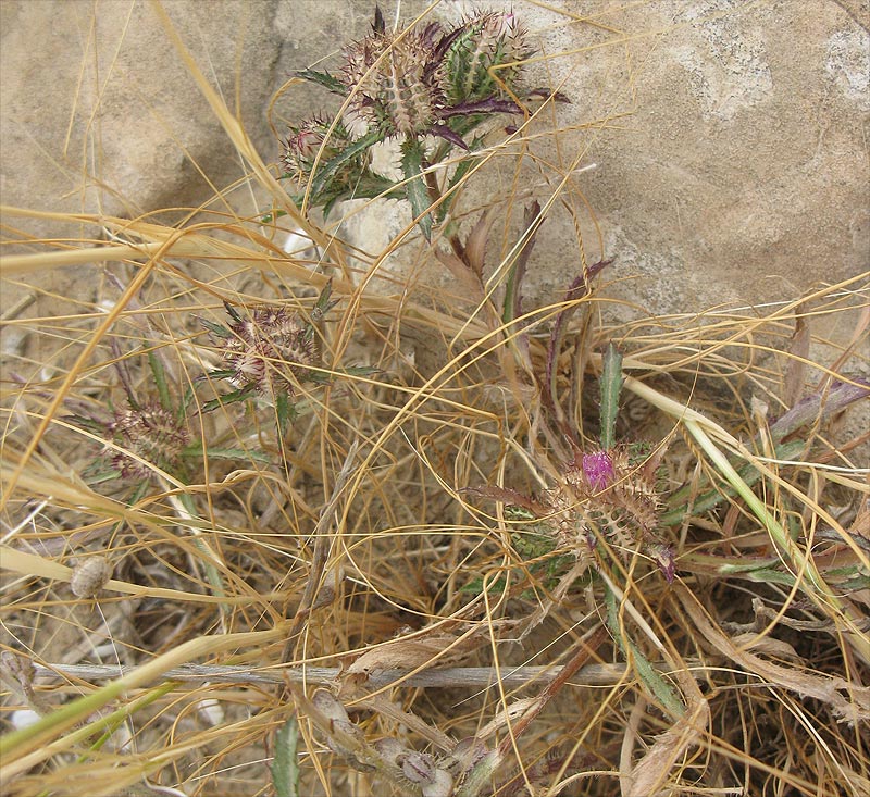 Image of Atractylis cancellata specimen.