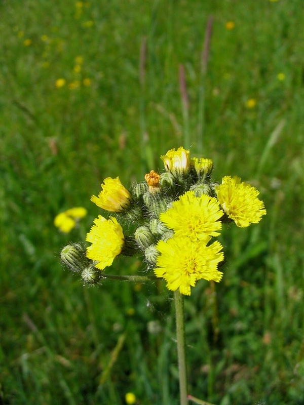 Image of Pilosella × suecica specimen.