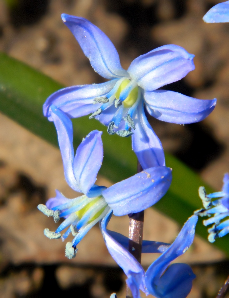 Изображение особи Scilla siberica.