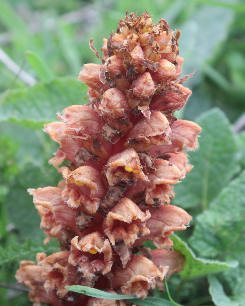 Image of Orobanche colorata specimen.