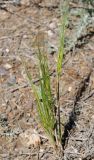 Taeniatherum crinitum