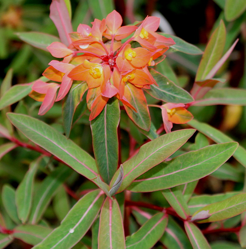 Изображение особи Euphorbia griffithii.