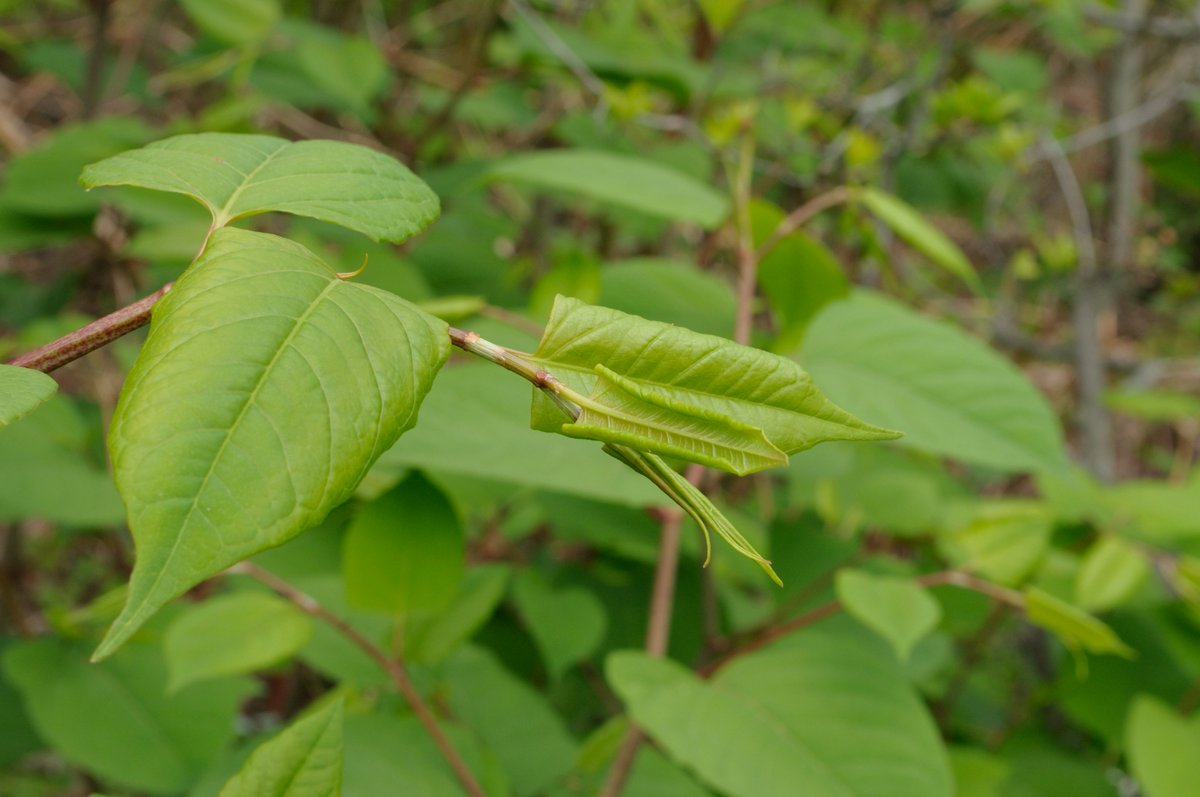 Изображение особи Reynoutria japonica.