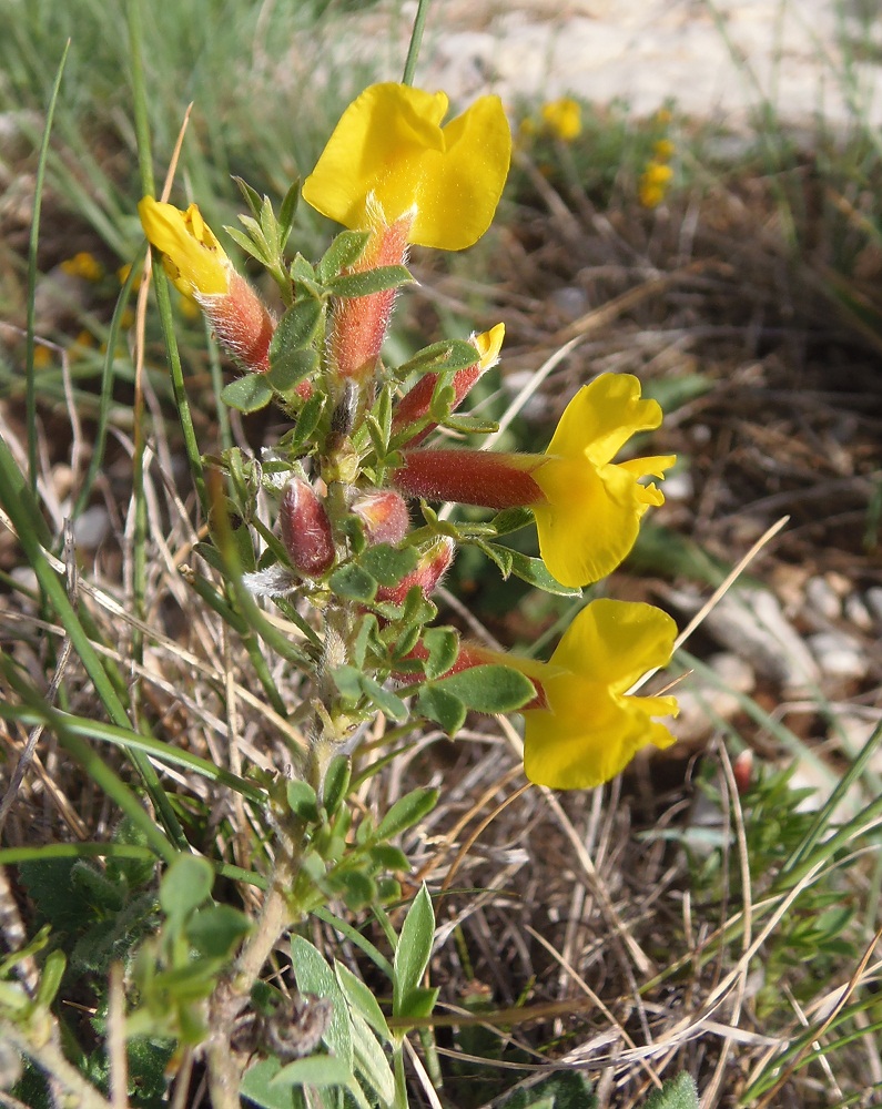 Изображение особи Chamaecytisus wulffii.