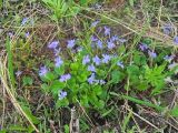 Viola epipsiloides