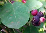 Amelanchier spicata