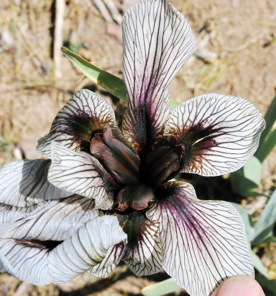 Image of Iris korolkowii specimen.