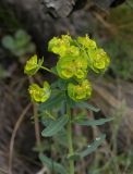 Euphorbia boissieriana. Соцветие. Карачаево-Черкесия, Теберда, гора Лысая. 29.05.2013.