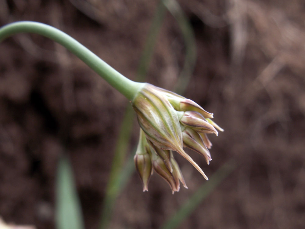 Image of Allium korolkowii specimen.