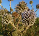 Echinops sphaerocephalus. Распустившееся и нераспустившееся соцветия. Ростовская обл., Подазовье, рудеральный участок дельты Дона, на обочине дороги. 20.07.2012.