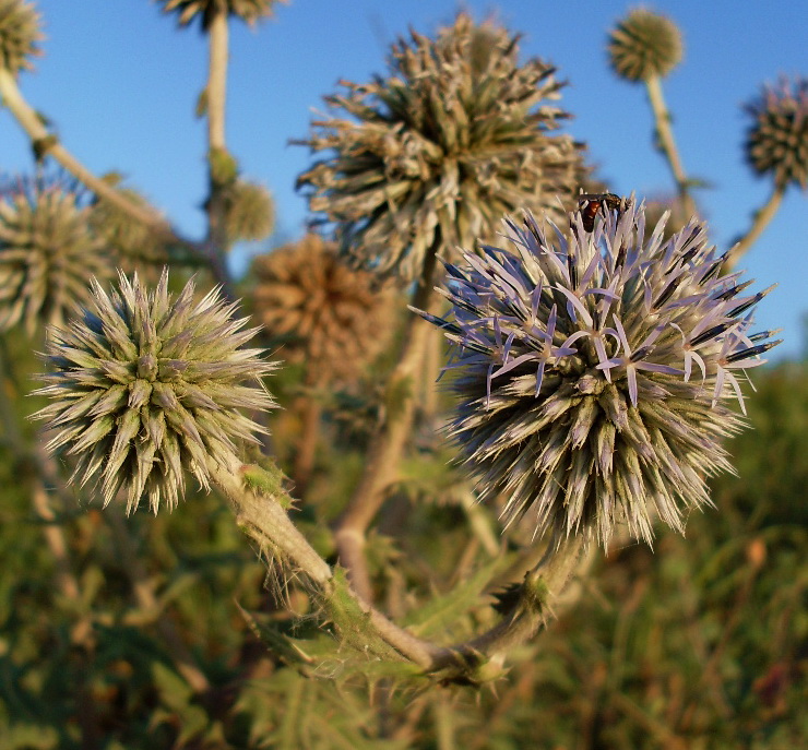 Изображение особи Echinops sphaerocephalus.