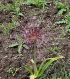 Allium schubertii