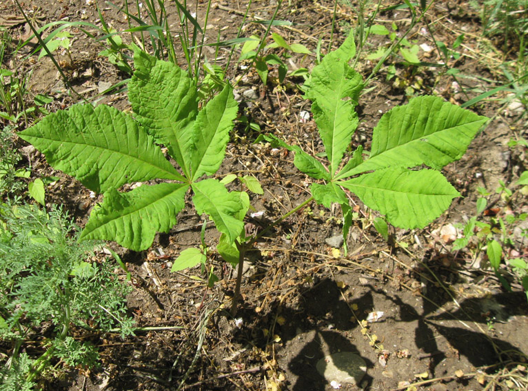 Image of Aesculus hippocastanum specimen.