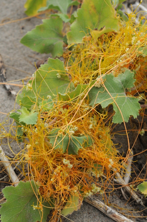 Image of Cuscuta cesatiana specimen.