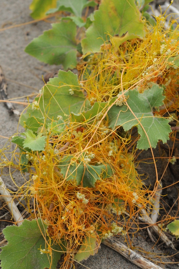 Изображение особи Cuscuta cesatiana.