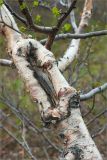Betula czerepanovii. Часть разветвлённого ствола со старым повреждением. Кольский п-ов, Хибины, подножие у южного склона массива Кукисвумчорр, дорога вдоль р. Вудъяврйок. 17.06.2013.