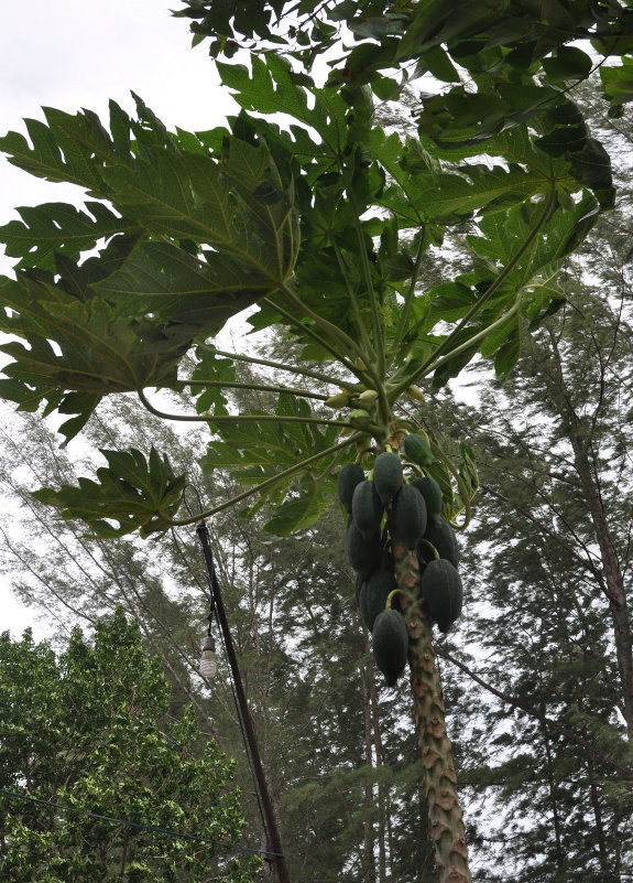 Image of Carica papaya specimen.