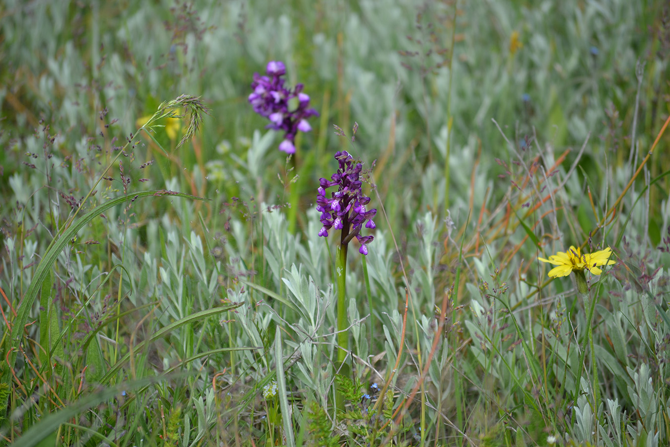 Image of Anacamptis morio ssp. caucasica specimen.