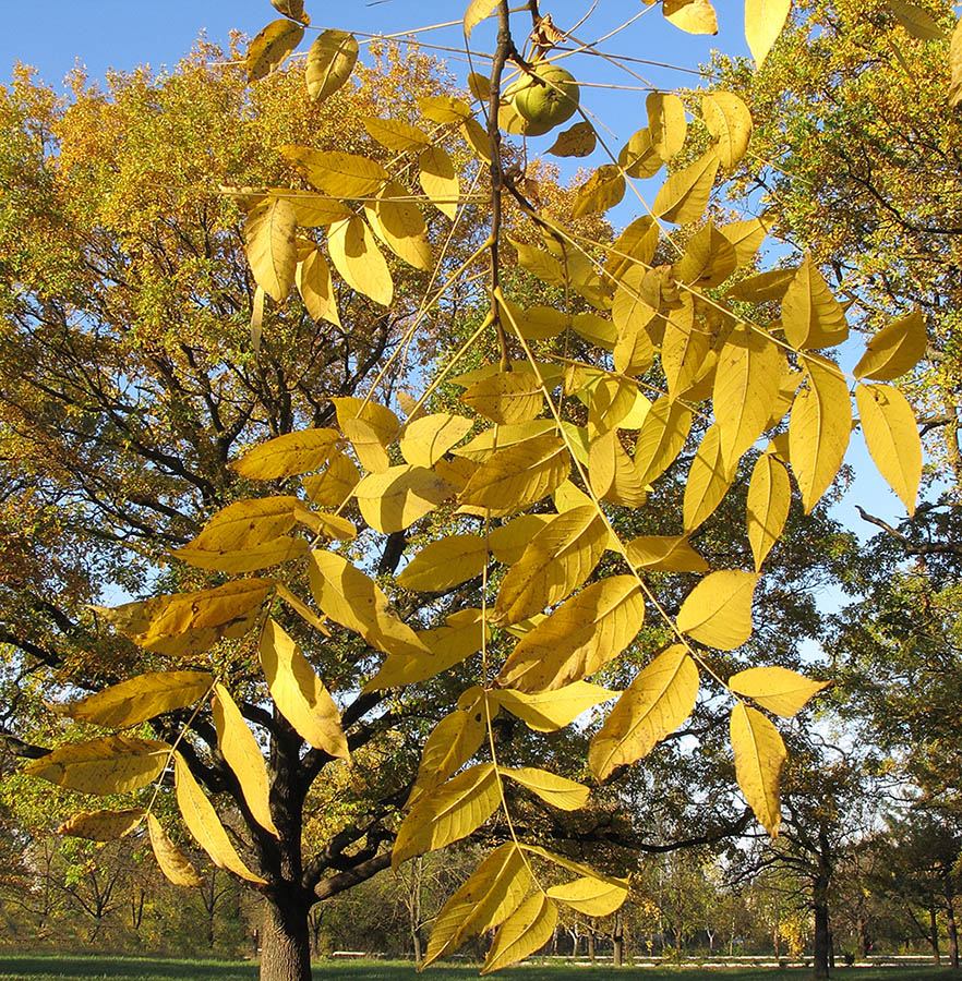 Изображение особи Juglans nigra.