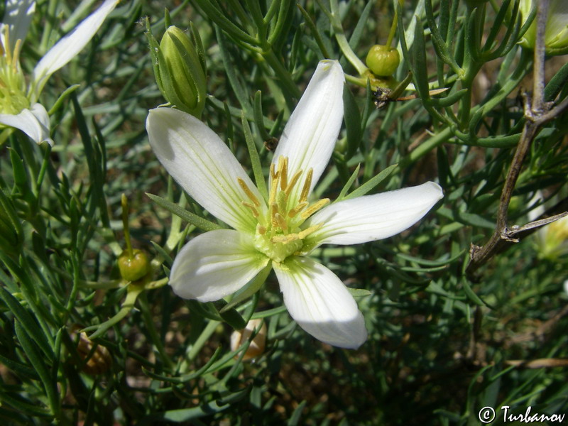 Image of Peganum harmala specimen.