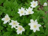 Anemone nemorosa