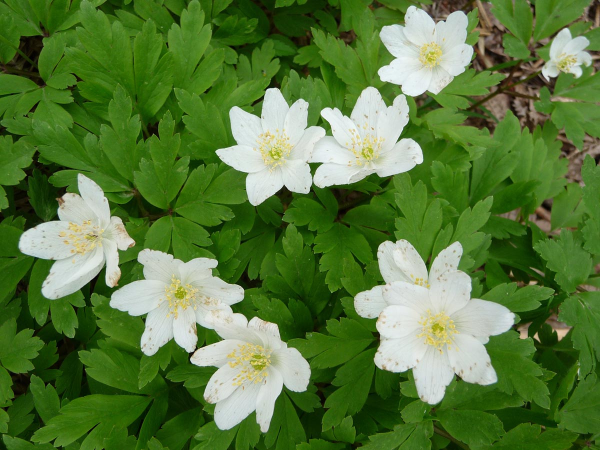 Изображение особи Anemone nemorosa.