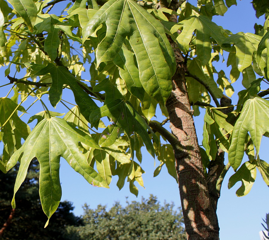 Image of Brachychiton acerifolius specimen.