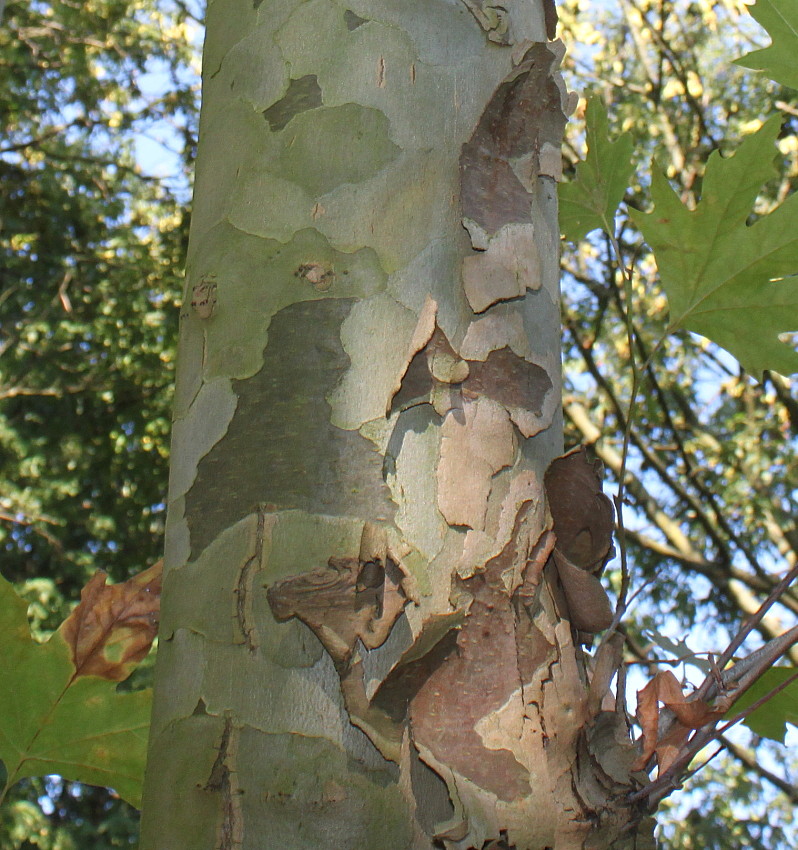 Изображение особи Platanus orientalis.