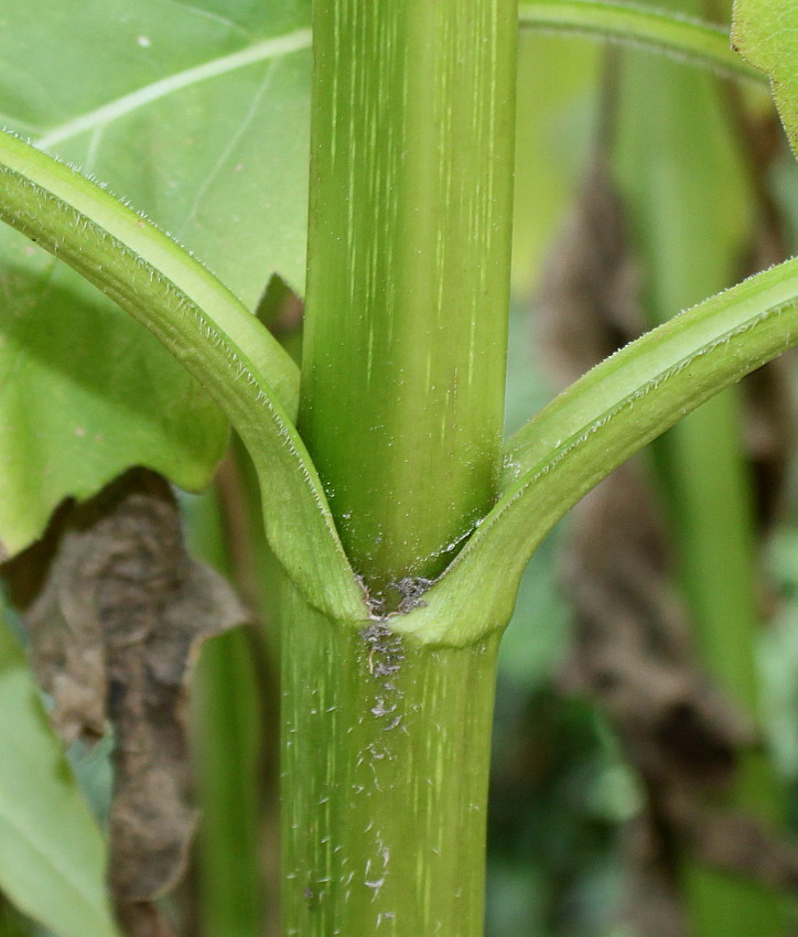 Изображение особи Silphium perfoliatum.