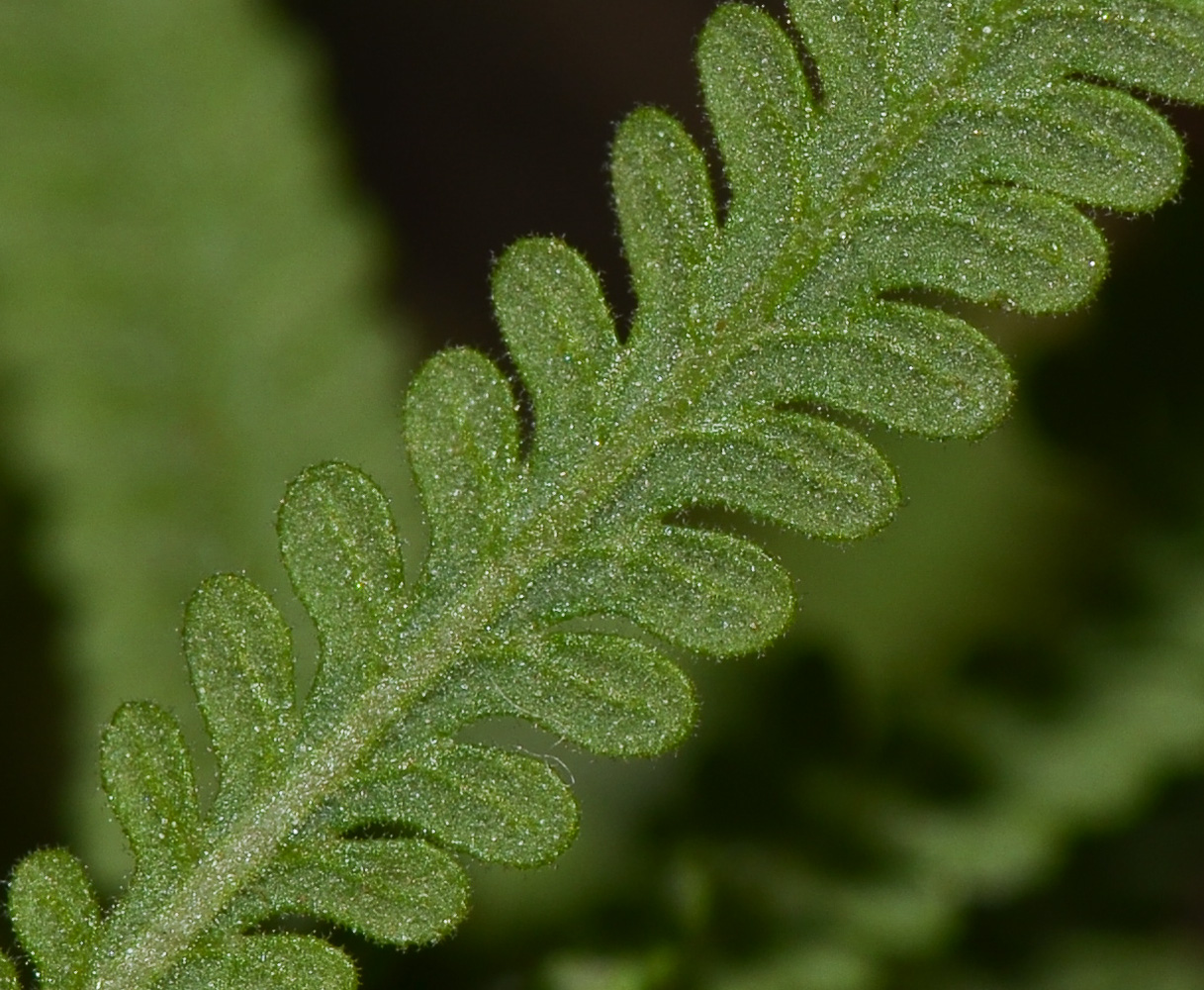 Image of Lavandula dentata specimen.