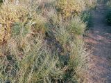 genus Artemisia. Зацветающие растения. Киргизия, Чуйская обл., северный склон Киргизского хр., долина р. Норус. 18 июля 2009 г.