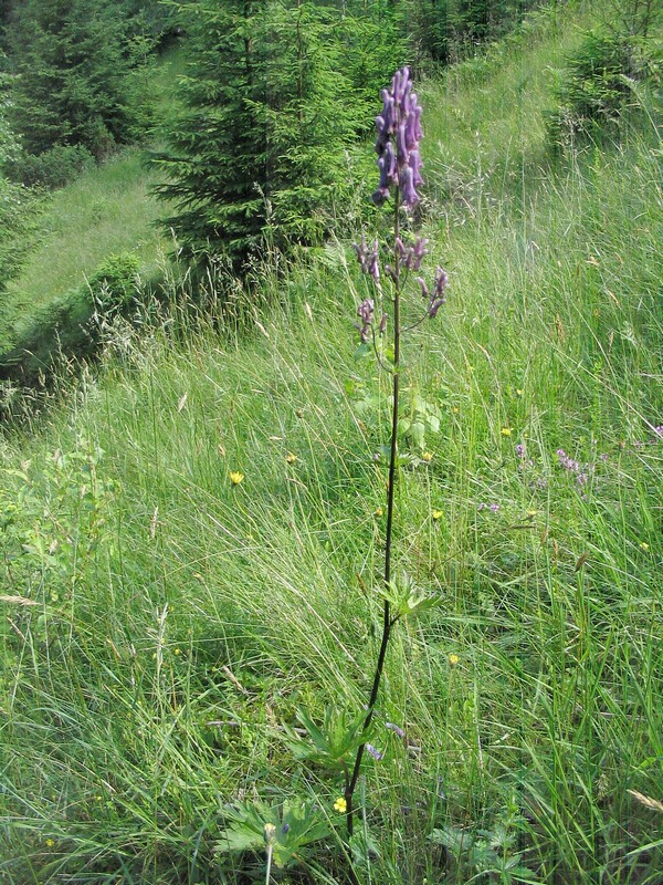 Изображение особи Aconitum moldavicum.