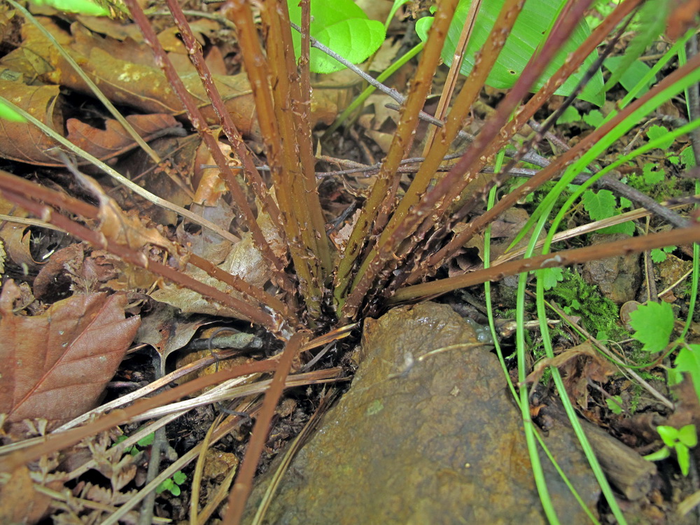 Изображение особи Athyrium sinense.