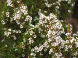 genus Leptospermum. Ветви цветущего кустарника. Австралия, о. Тасмания, национальный парк \"Крэдл Маунтин\". 26.02.2009.