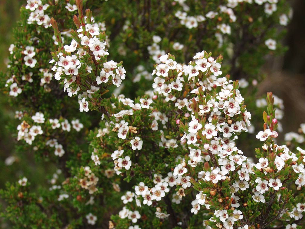 Image of genus Leptospermum specimen.