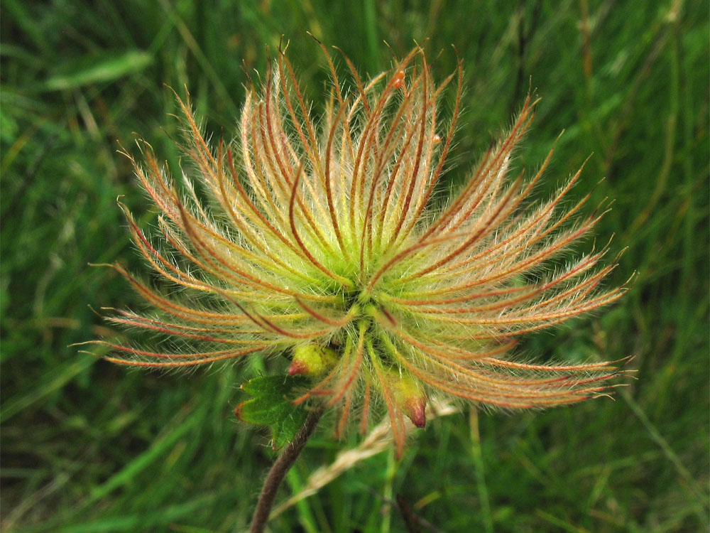 Изображение особи Oreogeum montanum.