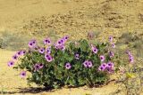 Erodium arborescens. Цветущее растение. Израиль, южный Негев, сухое русло. 22.03.2014.