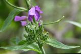 Hesperis sibirica