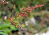 Melinis repens. Соцветие. Таиланд, остров Пханган. 22.06.2013.