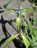 Gentiana macrophylla