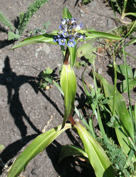 Изображение особи Gentiana macrophylla.