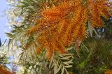 Grevillea robusta