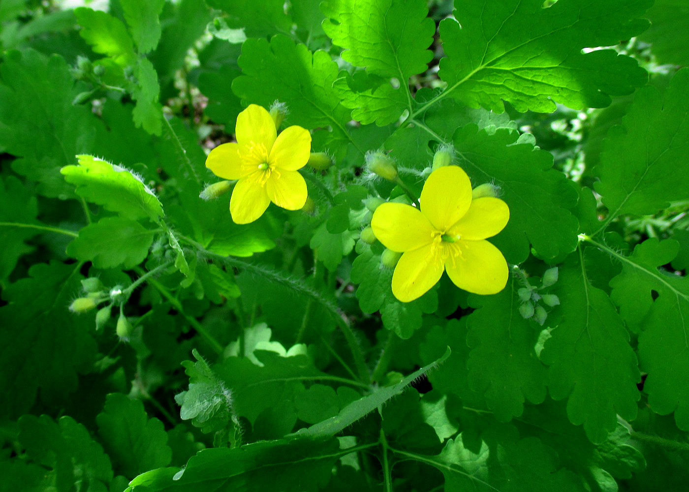 Chelidonium majus