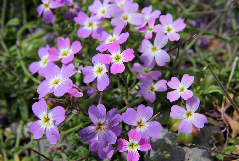 Изображение особи Malcolmia flexuosa.