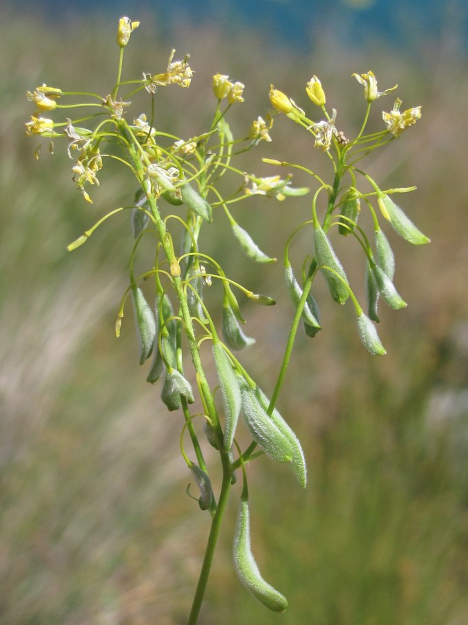 Image of Isatis tomentella specimen.